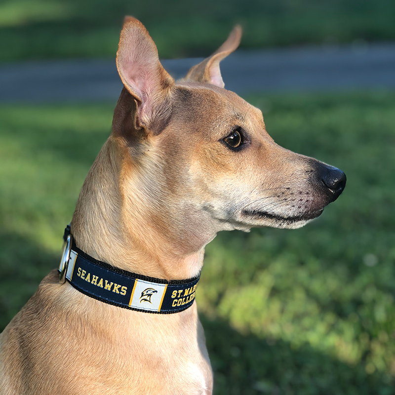 seahawks dog collar