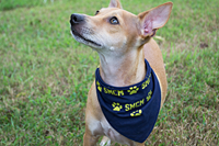 SMCM PET BANDANA